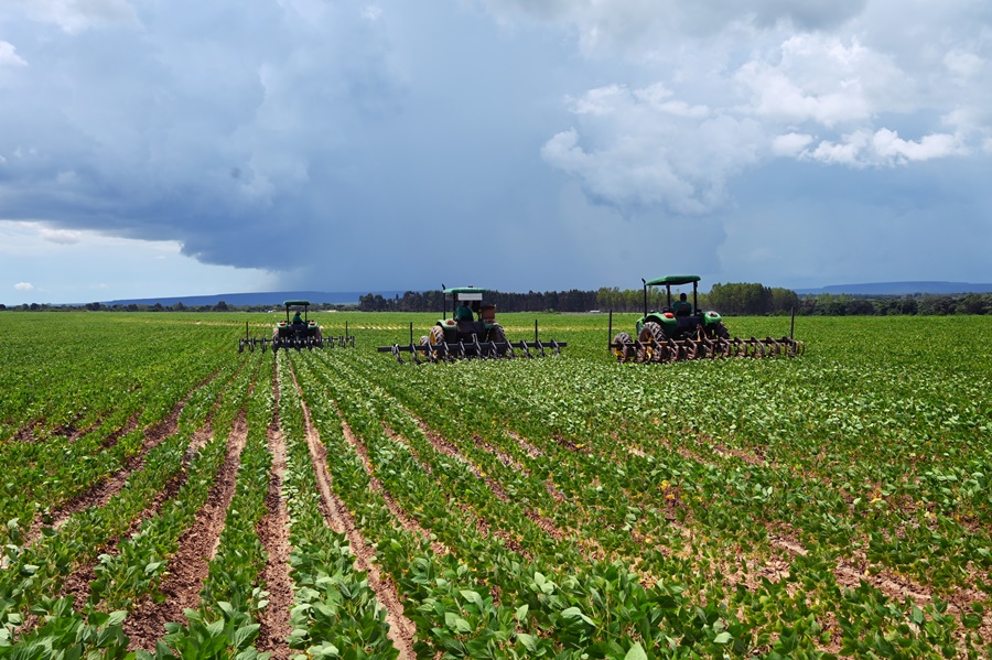 Colheita do feijão orgânico: da terra ao coração, a jornada do feijão orgânico.