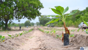 Cap 2025-05-01 10-47-09-957