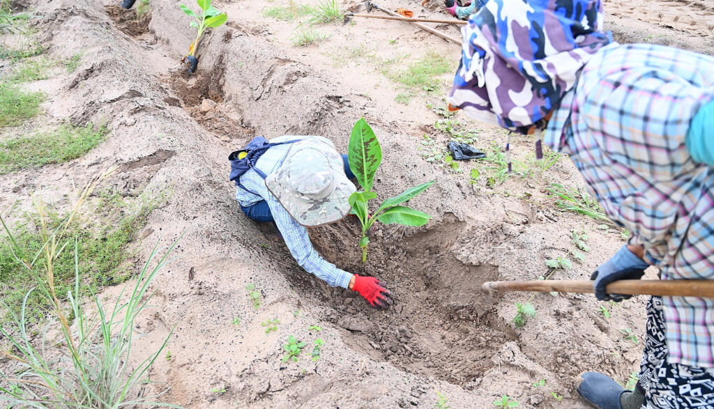 O processo de produção da banana seca da COAFOR: