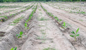 Cap 2025-05-01 10-48-08-311