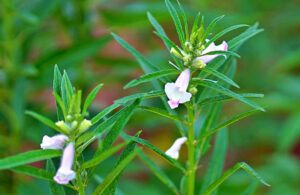 Cap 2025-05-06 15-14-33-033