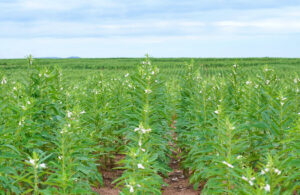 Cap 2025-05-06 15-15-08-949