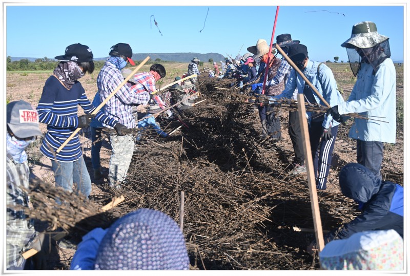 Colheita do feijão vermelho orgânico: feijões orgânicos que carregam a energia da terra.