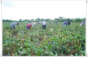 thumb-9b80552e214a775f21cd23a8b900588e_1553859584_9687_800x522